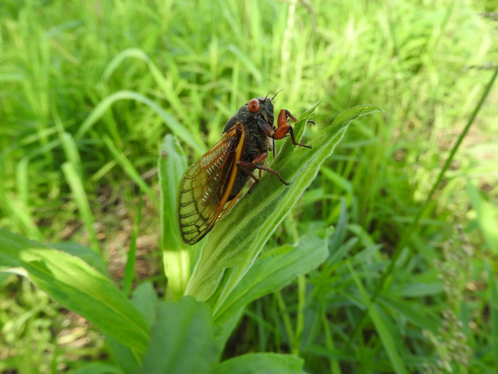 Cicada Synchronicity — Chicago Ornithological Society